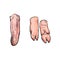 Vector pork raw cutted legs, tongue meat sketch