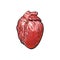 Vector pork raw heart offal sketch isolated