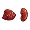 Vector pork raw kidney liver offal sketch isolated