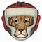 Vector portait of small baby lion head, face. Safari animal. Animal wearing boxer helmet.