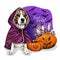Vector portrait of Beagle dog wearing coat and pumpkins with crystal crown. Halloween illustration.Trick or treats. Hand