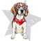 Vector portrait of beagle dog wearing winter bandana and glasses. Isolated on star and snow. Skecthed color illustraion