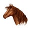 Vector portrait of brown graceful horse mare