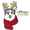 Vector portrait of Christmas dog. Welsh corgi dog wearing deer horn rim and scarf. Use for greeting card, decoration.