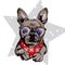 Vector portrait of French bulldog dog wearing winter bandana and glasses. Isolated on star and snow. Skecthed color