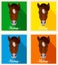 Vector portrait of a horses. Symmetrical portraits of animals. Image of a horses face. A brown horse with a mane.