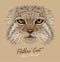 Vector Portrait of a Manul Cat (Pallas\' Cat)