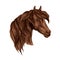 Vector portrait of noble brown horse mare