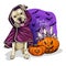 Vector portrait of Pit Bull Terrier dog wearing coat and pumpkins with crystal crown. Halloween illustration.Trick or