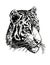 Vector portrait of tiger watching into distance, white background