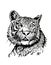 Vector portrait of tiger watching into distance, white background