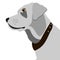 Vector Portrait of white Labrador retriever