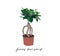 Vector pot plant illustration. ficus ginseng hand drawing. houseplant sketch.