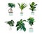 Vector pot plants illustration. philodendron, palm tree, orchid, flower in vase. interior design elements. home decor decoration.