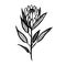 Vector protea or artichoke illustration, print, sketch