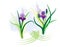 Vector purple irises