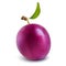 Vector purple plum with green leaf isolated on