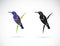 Vector of Purple SunbirdMale on white background. Cinnyris asiatica Birds logo or icon. Bird. Animal