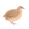 Vector quail isolated.  Illustration of domestic farm bird