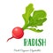 Vector radish vegetable