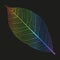 Vector rainbow skeleton of leaf