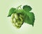 Vector realistic beer green hop cones, leaves with stem. Isolated illustration on a color background.