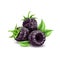 Vector realistic blackberry juicy fruit with leaf