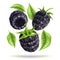 Vector realistic blackberry juicy fruit in motion