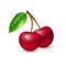 Vector realistic cherry berry fruit 3d isolated