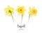 Vector realistic daffodil narcissus set isolated