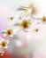 Vector realistic flower on blurred background