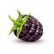 Vector realistic fresh blackberry bramble fruit a