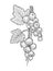 Vector realistic, hand-drawn black and white sketch of a currant berries and leaves on a branch