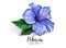 Vector realistic hibiscus flower leaves blue