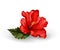 Vector realistic hibiscus flower leaves red