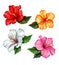 Vector realistic hibiscus flower leaves set
