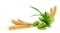 Vector realistic hop cone with green leaf, wheat