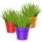 Vector realistic houseplants in a colorful pots. Ornamental houseplant. Vector EPS 10 format