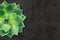 Vector realistic illustration of green succulent Echeveria on black background. Banner template with copy space.