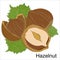 Vector realistic illustration of a hazelnut peeled whole, chopped into halves and green hazel leaves isolated on white.