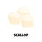 Vector Realistic Illustration of Raw Fresh Scallop