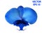 Vector realistic image of an orchid flower - Phalaenopsis