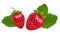 Vector realistic isolated strawberries