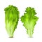 Vector realistic lettuce salad leaves