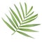 Vector realistic palm leaf isolated on a white background.