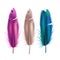 Vector realistic peacock peafowl color feather set