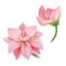 Vector realistic pink flower, cherry, lotos set