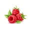 Vector realistic raspberry juicy fruit with leaves