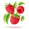 Vector realistic raspberry juicy fruit in motion