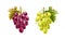 Vector realistic red green grape bunch with leaves